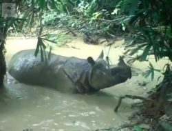 Satu Badak Jawa Baru Terlihat Hidup di Taman Nasional Ujung Kulon