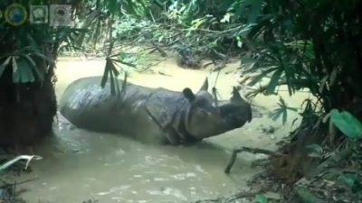 Satu Badak Jawa Baru Terlihat Hidup di Taman Nasional Ujung Kulon