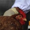 Langkah Praktis Mencegah Penularan Flu Burung di Kota Depok