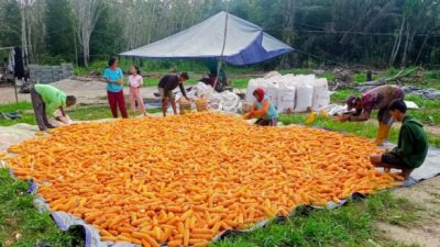 Panen Jagung OKI, Petani Keluhkan Harga Jual Rendah & Pupuk Mahal