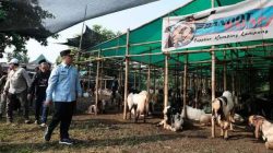 Jelang Idul Adha, Wali Kota Depok Tinjau Lapak Jualan Hewan Kurban Bandot Balap