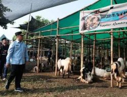 Jelang Idul Adha, Wali Kota Depok Tinjau Lapak Jualan Hewan Kurban Bandot Balap