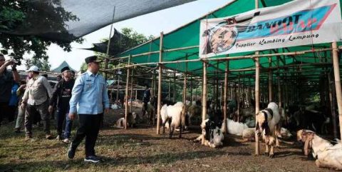Jelang Idul Adha, Wali Kota Depok Tinjau Lapak Jualan Hewan Kurban Bandot Balap