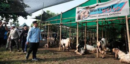Jelang Idul Adha, Wali Kota Depok Tinjau Lapak Jualan Hewan Kurban Bandot Balap