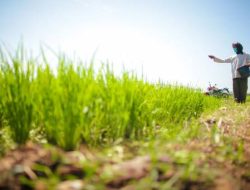 FAO Proyeksikan Produksi Beras Indonesia Capai 35,6 Ton